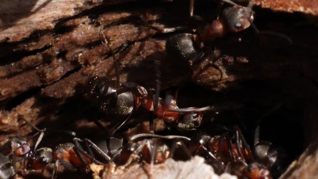 Brown ants walking out of a holl from a anthill in slow motion.