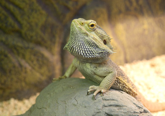 Lizard Central bearded dragon (Pogona vitticeps) sitting on a stone in a terrarium