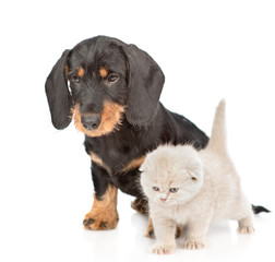 Baby kitten with dachshund puppy together. Isolated on white background