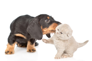 Playful  dachshund puppy licking dachshund puppy. Isolated on white background
