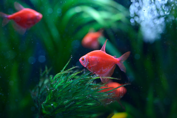  Pet fishes swimming in an aquarium