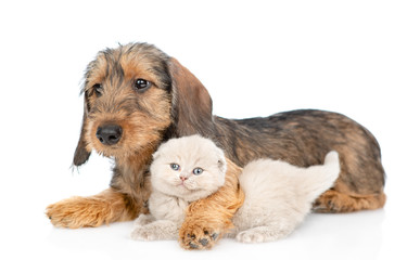 Dachshund puppy embracing gray kitten. isolated on white background