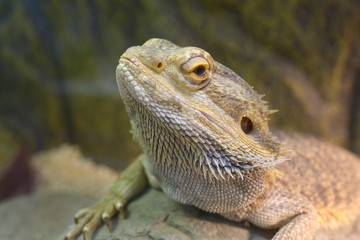 Lizard Central bearded dragon (Pogona vitticeps) sitting on a stone in a terrarium