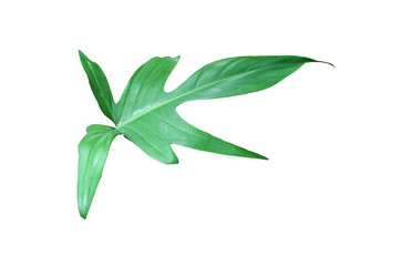 tropical jungle monstera leaves , Swiss Cheese vine leaf tree isolated on white background