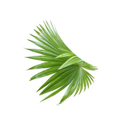 tropical nature green fan palm leaf pattern on white