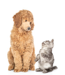 Playful kitten with young royal poodle sitting together. Isolated on white background
