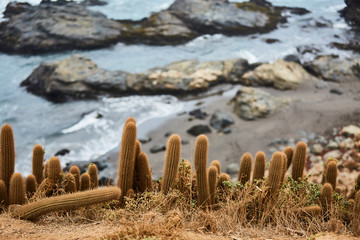 Cactus on the Hill