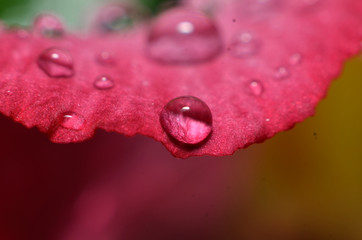 The rest of the raindrops that stick and hang on the flowers and leaves