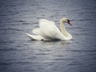 white swan on a lake