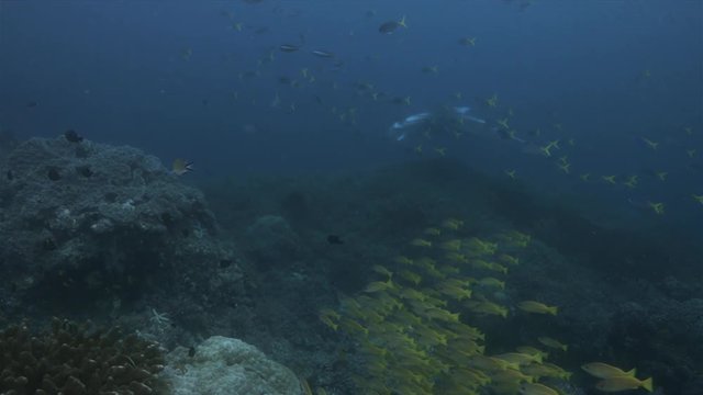 A school of Bigeye Snapper and a Oceanic Manta Ray  on a colorful healthy coral reef. South Raja Ampat dive site Magic mountain 4k footage