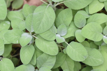 Sage Herb PLANTS IN ZONE 8B