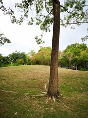 big tree in the park nature background