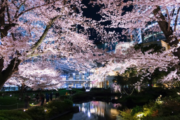 毛利庭園 夜桜