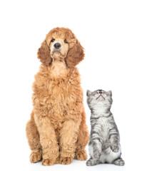 Tabby cat and with young royal poodle sitting together and looking up. Isolated on white background