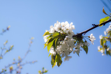 Cherry buds.Beautiful cherry flowers in the park