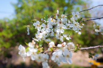 Cherry buds.Beautiful cherry flowers in the park