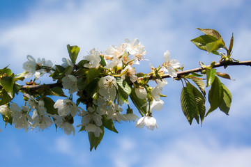 Cherry buds.Beautiful cherry flowers in the park