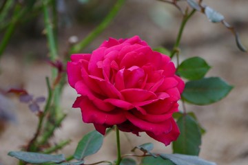 《ブルーメッセ秋田》秋田県潟上市