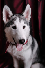 Siberian Husky puppies portrait