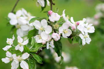 Branches of a blooming apple tree in an apple orchard. Moldova, spring 2019.