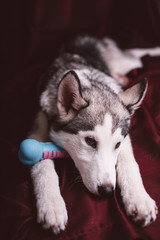 Portrait of a puppy of Siberian Husky