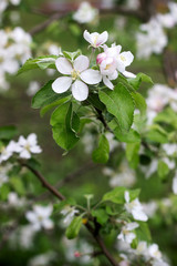 Branches of a blooming apple tree in an apple orchard. Moldova, spring 2019.