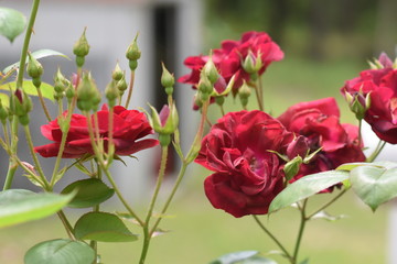 Obraz na płótnie Canvas red roses in zone 8b