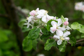 Branches of a blooming apple tree in an apple orchard. Moldova, spring 2019.