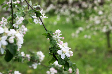 Branches of a blooming apple tree in an apple orchard. Moldova, spring 2019.