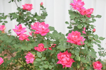 Red Roses Blooming in April Zone 8b