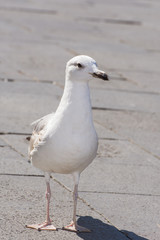  gull or Mew gull (Larus canus) 