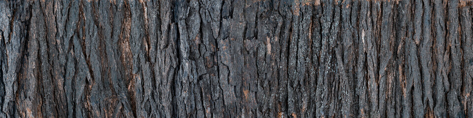 Fototapeta premium Texture of bark of a tree. Expanded circular panorama