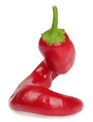Pepper bitter on white background isolated