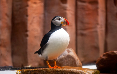 Naklejka premium Puffin