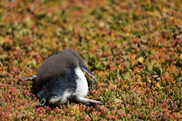 Totger Pinguin in Australien