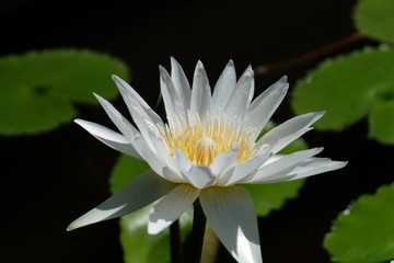 Lotus flowers in a pond, which is in a temple in Bali, so it contains mystical elements