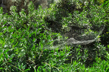  The web between the green trees in forest in daylight