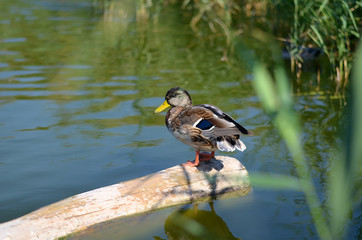 mallard duck standing on a log in a pond. Beautiful water reflections on a lake
