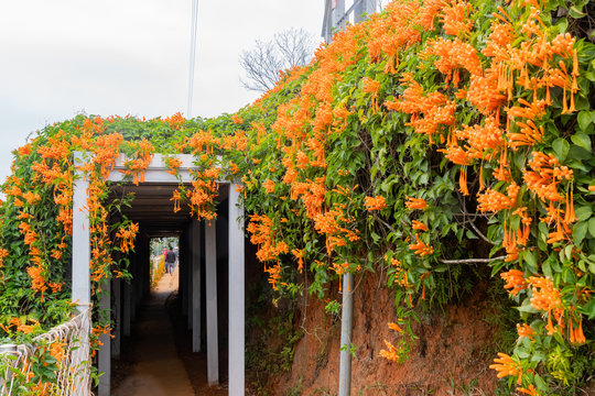 Pyrostegia venusta blossom at Tongluo Township
