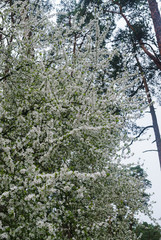 Cherry-plum branches sprinkled with white flowers against a sky.