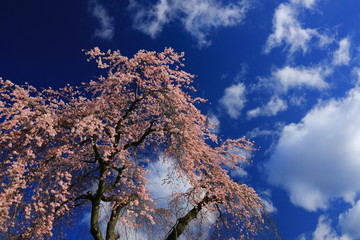平泉　達谷窟毘沙門堂の桜