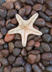 Fototapeta na wymiar starfish on the background of sea stones