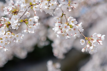 桜の花　京都　木屋町　2019年4月