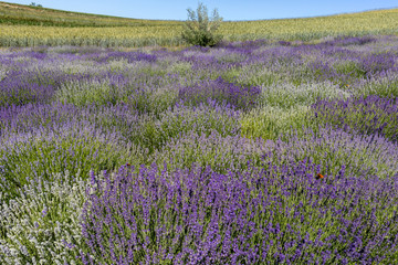 Plakat the blooming lavender flowers in Provence, near Sault, France
