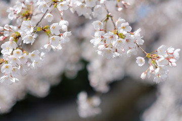 桜の花　京都　木屋町　2019年4月
