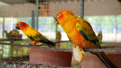 Closeup sun conures, colorful parrots