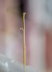 Green plants in nature.