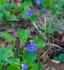 Lilac flowers of the forest violet tricolor after rain.