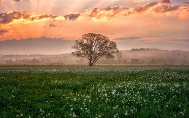 Amazing nature landscape with single tree and flowering meadow of white wild growing narcissus...
