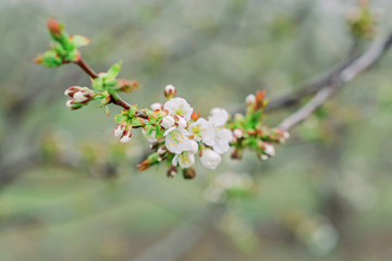 White spring blossom of fruit trees in sunlight.
